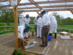 The bees arrive at the apiary